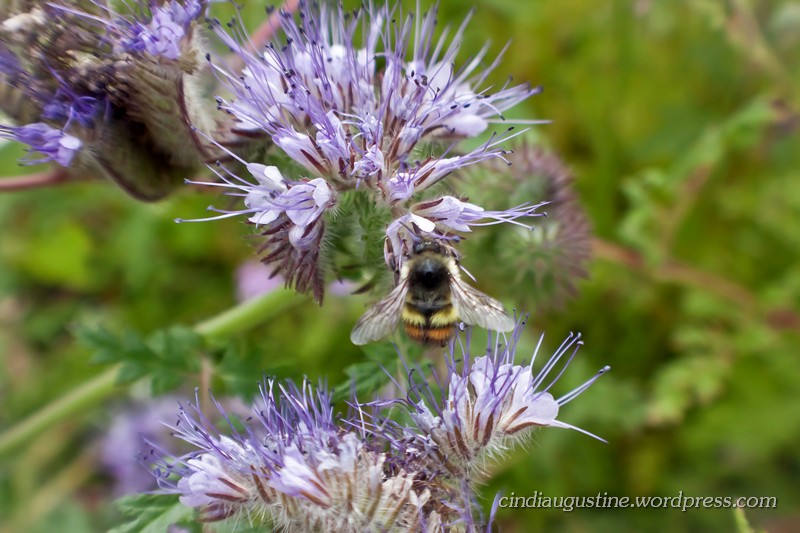 Name:  Lacy Phacelia sm_ 4.jpg
Views: 234
Size:  136.3 KB