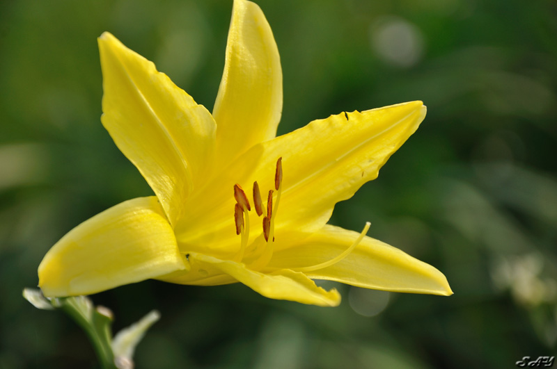 Name:  Daylily 1.jpg
Views: 329
Size:  114.4 KB