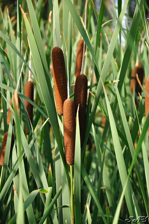 Name:  Cattails 1.jpg
Views: 341
Size:  224.5 KB