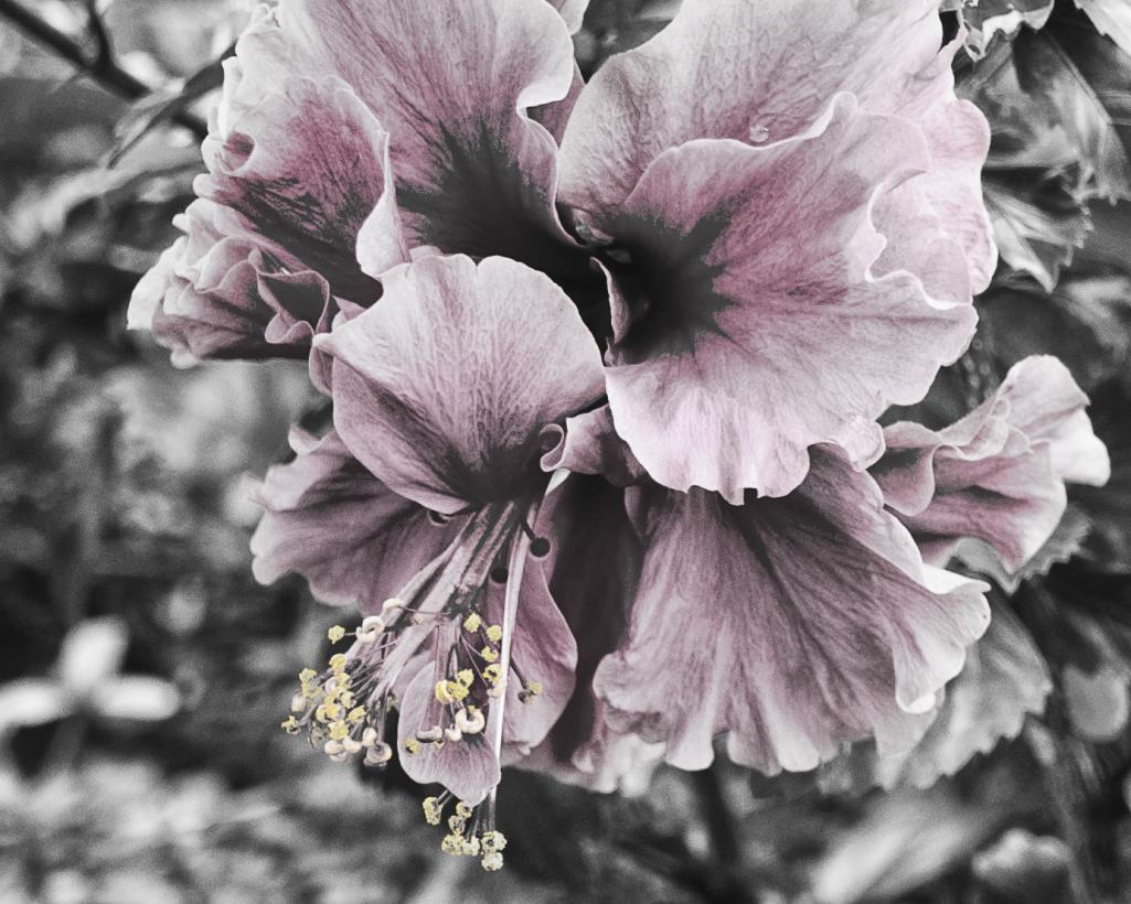 Name:  flowers_pink_b&w.jpg
Views: 209
Size:  125.1 KB