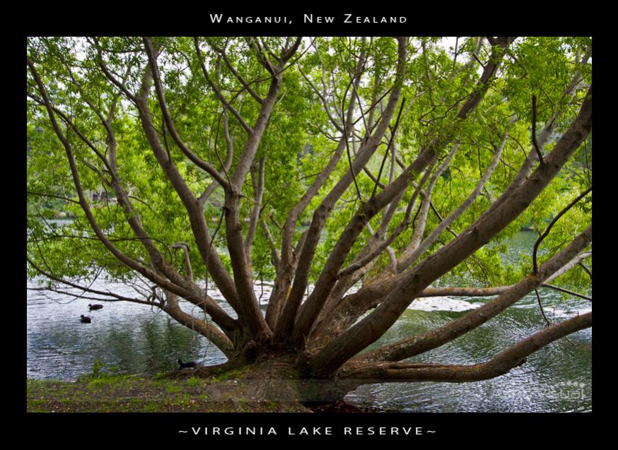 Name:  la-0289-virginialake.jpg
Views: 384
Size:  125.3 KB