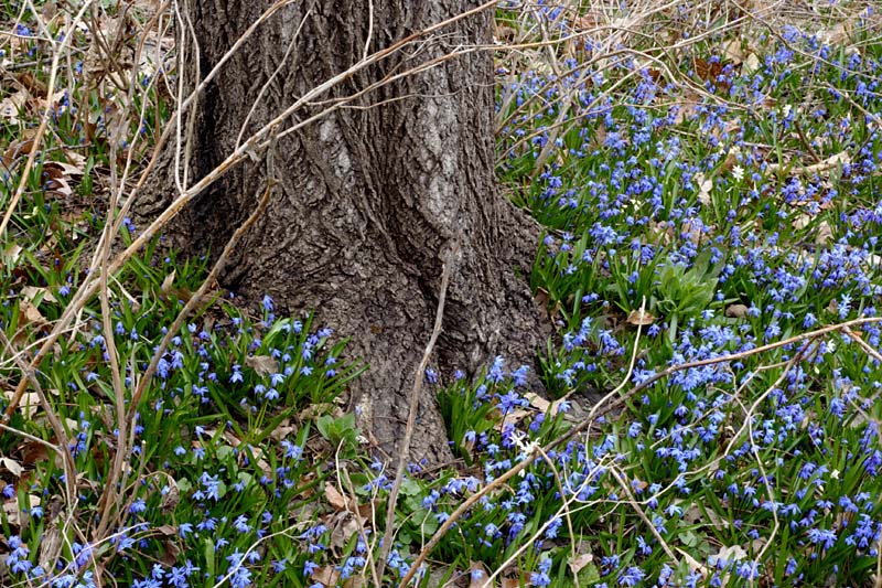 Name:  Scilla Siberica, b.jpg
Views: 243
Size:  186.4 KB