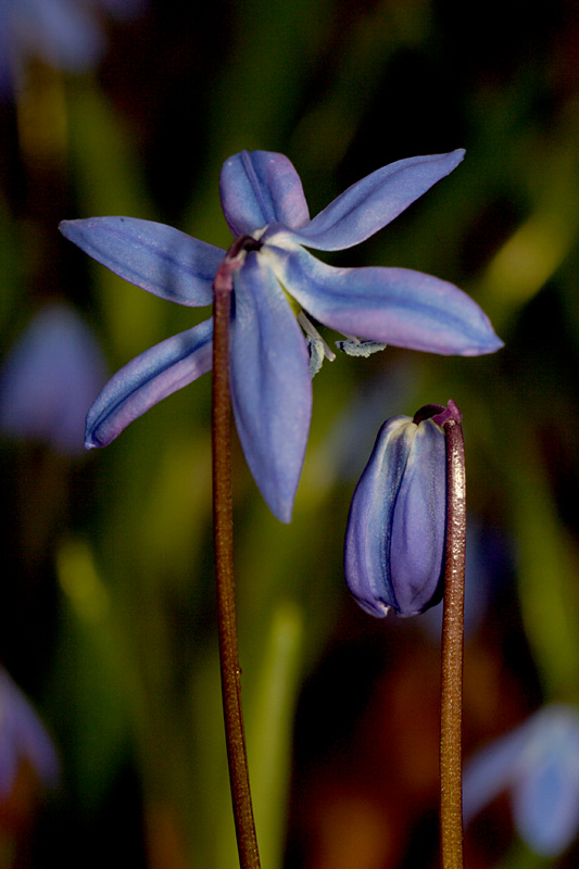 Name:  Scilla Siberica, c.jpg
Views: 279
Size:  143.9 KB