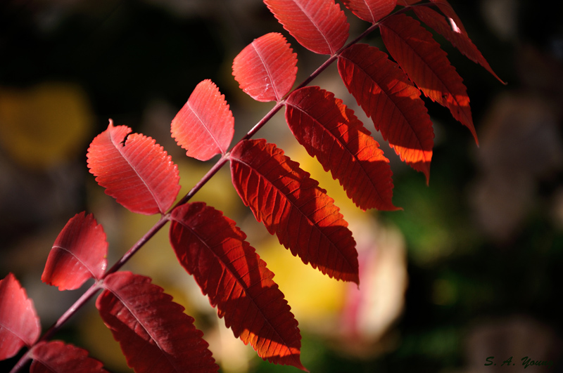 Name:  Leaves 2.jpg
Views: 450
Size:  214.5 KB