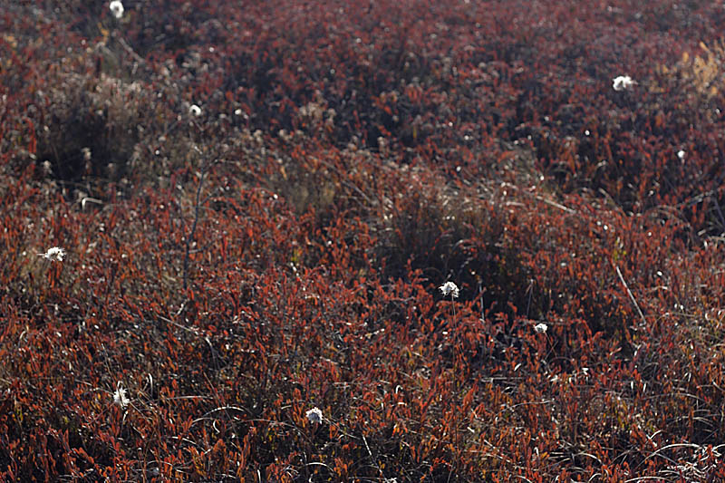 Name:  Cottongrass.jpg
Views: 1432
Size:  162.2 KB