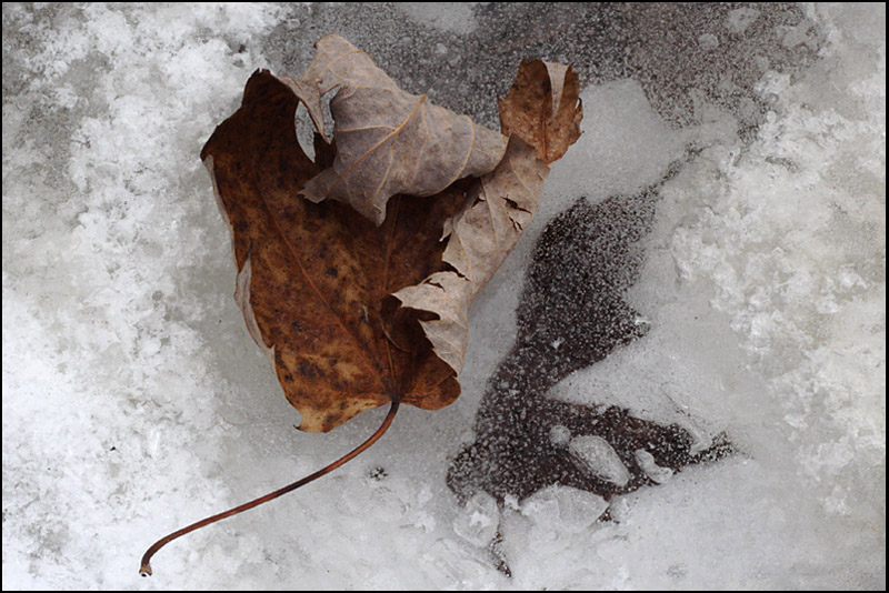 Name:  Leaf on Ice.jpg
Views: 644
Size:  162.1 KB