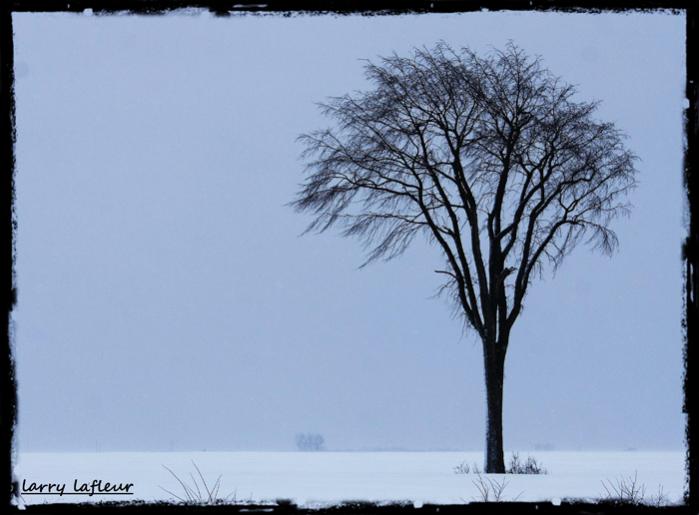 Name:  lone tree small.jpg
Views: 433
Size:  39.4 KB