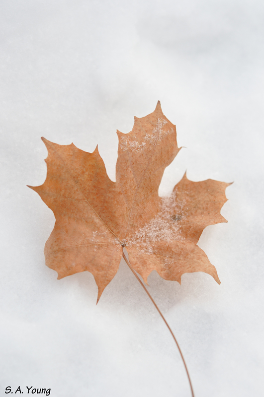 Name:  Leaf 2.jpg
Views: 259
Size:  232.8 KB