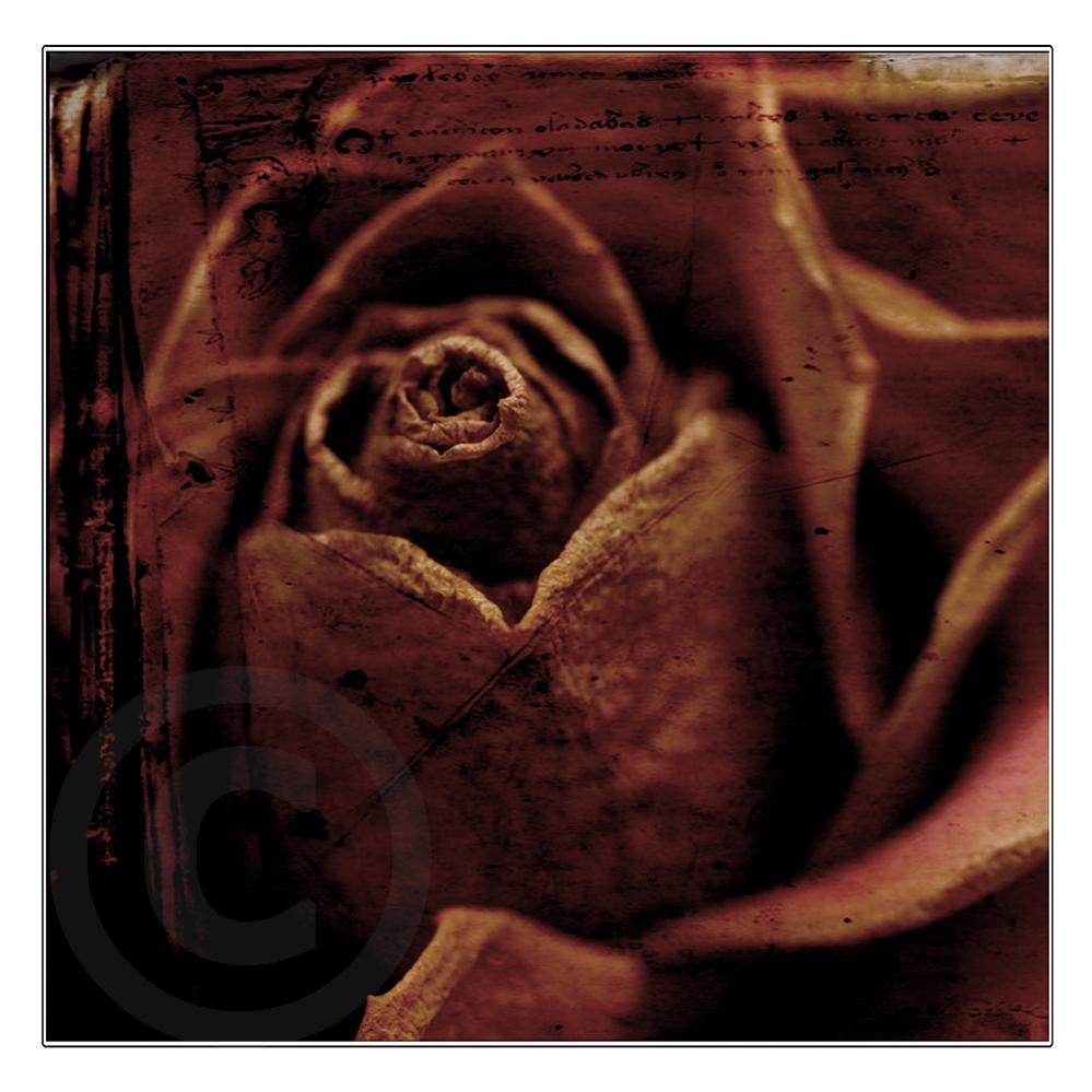 Name:  Dead rose2.jpg
Views: 384
Size:  93.3 KB