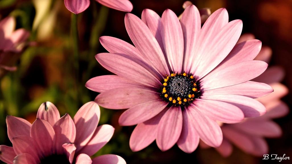 Name:  Margarita_Lilac_Osteospermum.jpg
Views: 1085
Size:  68.3 KB