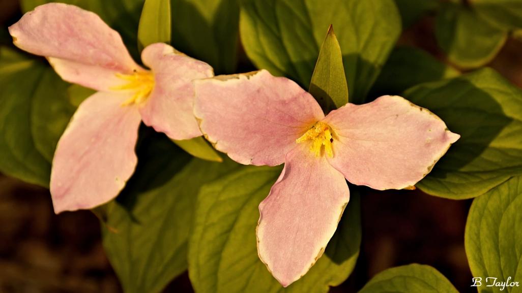 Name:  PinkTrilliums.jpg
Views: 528
Size:  56.2 KB