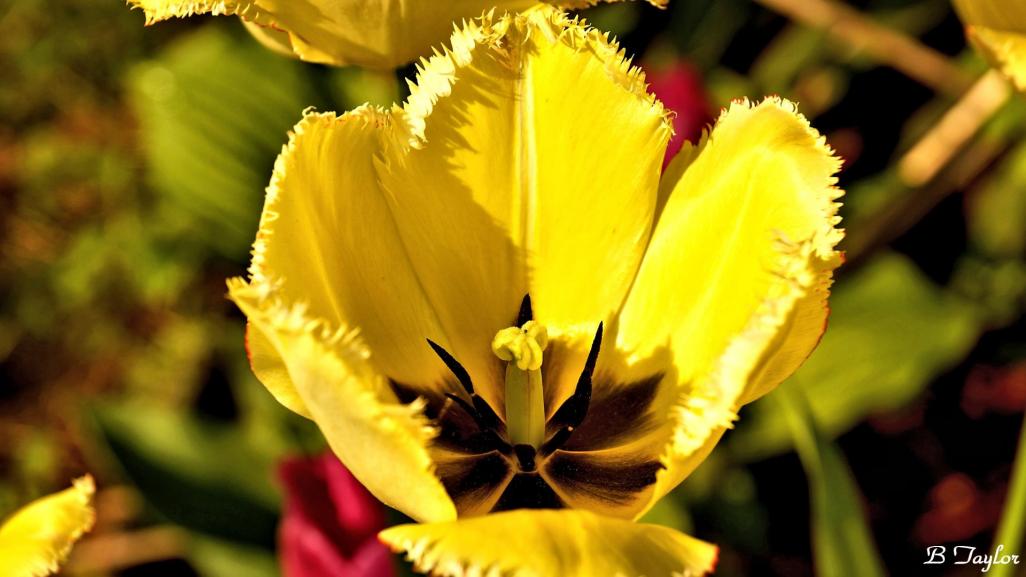 Name:  Yellow_RoughEdge_Tulip.jpg
Views: 767
Size:  65.9 KB