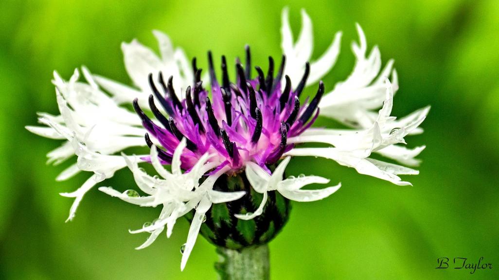 Name:  Centaurea.jpg
Views: 327
Size:  75.4 KB