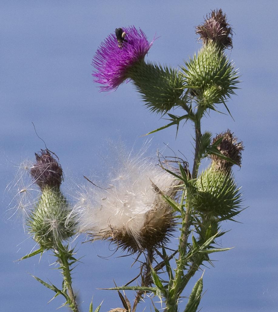 Name:  wild flowers,24 Aug, 2013  (2)  .jpg
Views: 302
Size:  124.5 KB