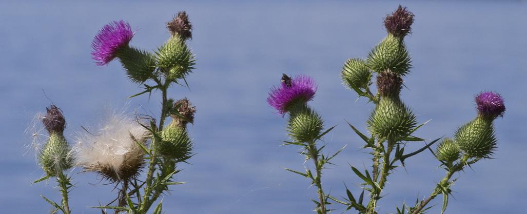 Name:  wild flowers,24 Aug, 2013  (4) .jpg
Views: 288
Size:  50.9 KB