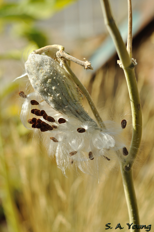 Name:  Milkweed 2.jpg
Views: 462
Size:  209.4 KB