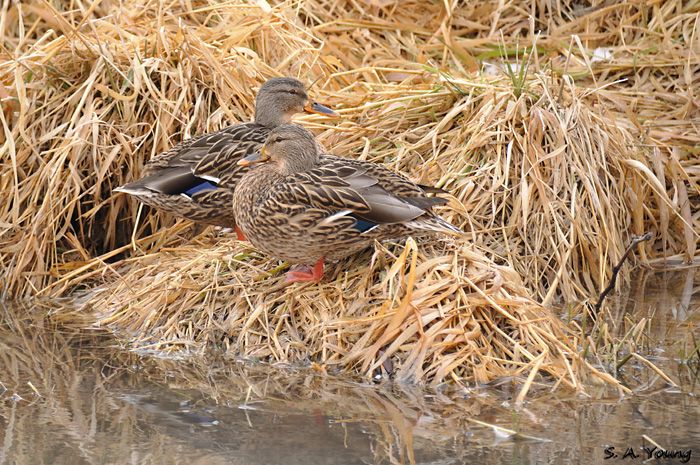 Name:  Mallard 1.jpg
Views: 375
Size:  310.2 KB