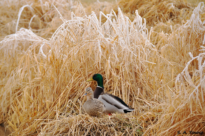 Name:  Mallard 2.jpg
Views: 391
Size:  298.6 KB