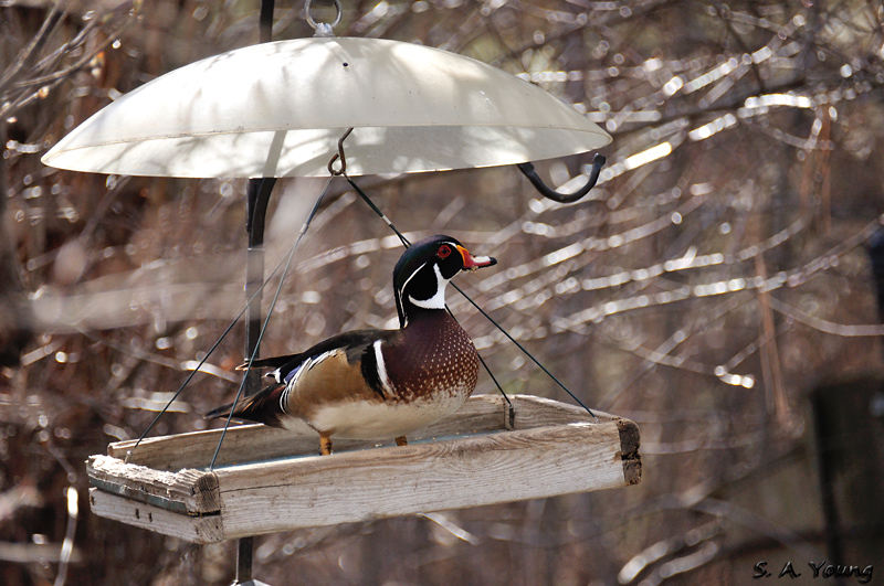 Name:  Wood Duck 4.jpg
Views: 286
Size:  297.9 KB