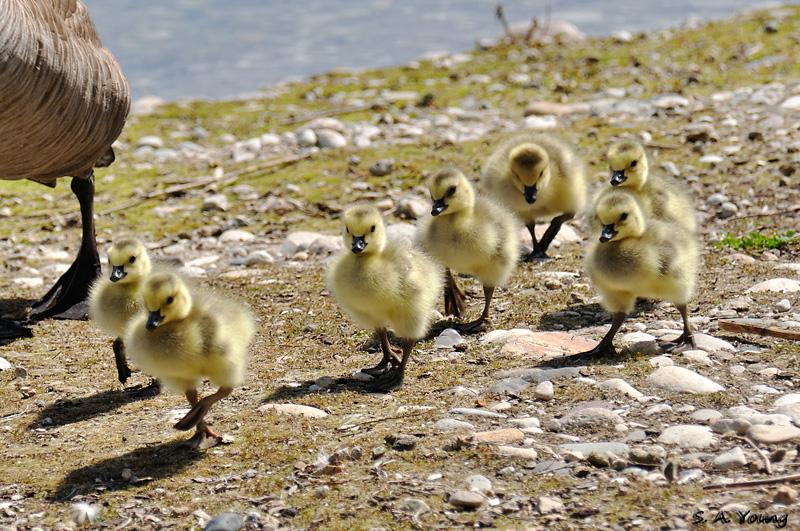 Name:  Goslings 1.jpg
Views: 189
Size:  298.7 KB