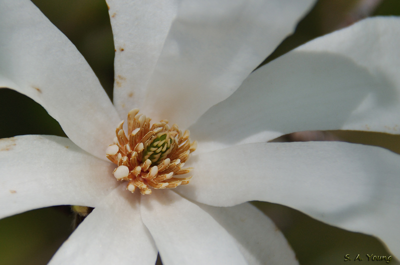 Name:  Magnolia 1a.jpg
Views: 190
Size:  173.0 KB