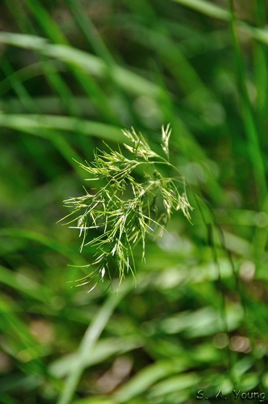 Name:  Grass 1.jpg
Views: 255
Size:  242.7 KB