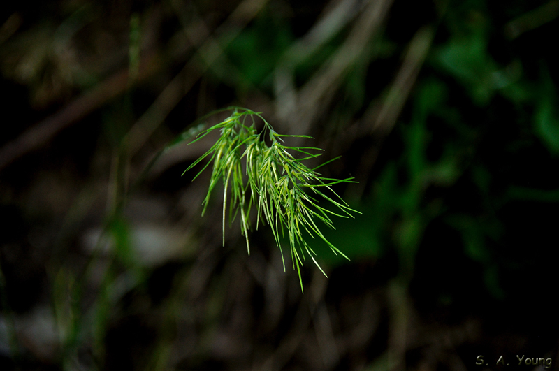 Name:  Grass 2.jpg
Views: 245
Size:  283.5 KB