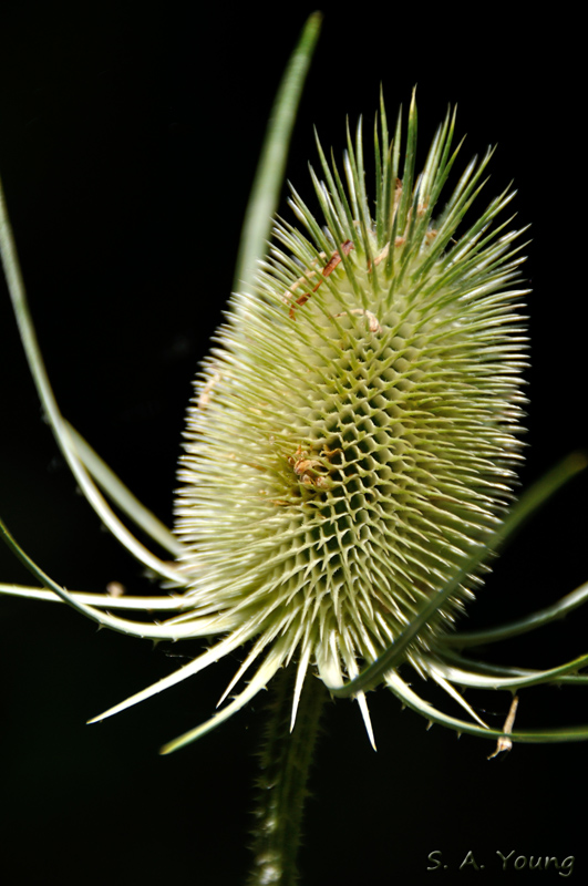 Name:  Teasel 2.jpg
Views: 297
Size:  225.4 KB