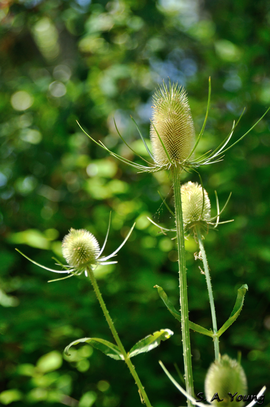 Name:  Teasel 3.jpg
Views: 300
Size:  252.4 KB