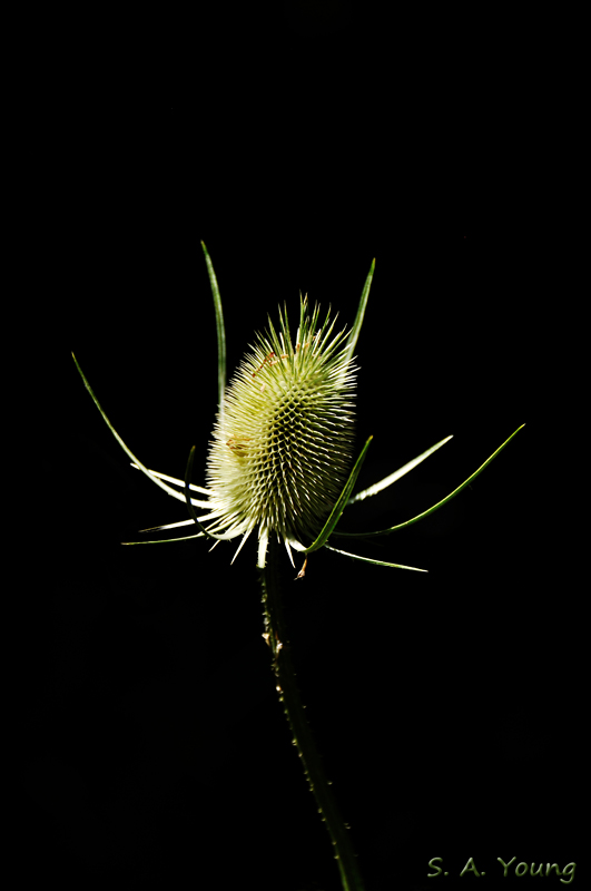 Name:  Teasel 4.jpg
Views: 304
Size:  138.9 KB