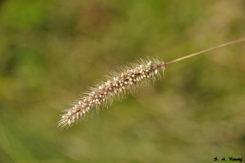 Name:  Grass 1.jpg
Views: 279
Size:  250.6 KB