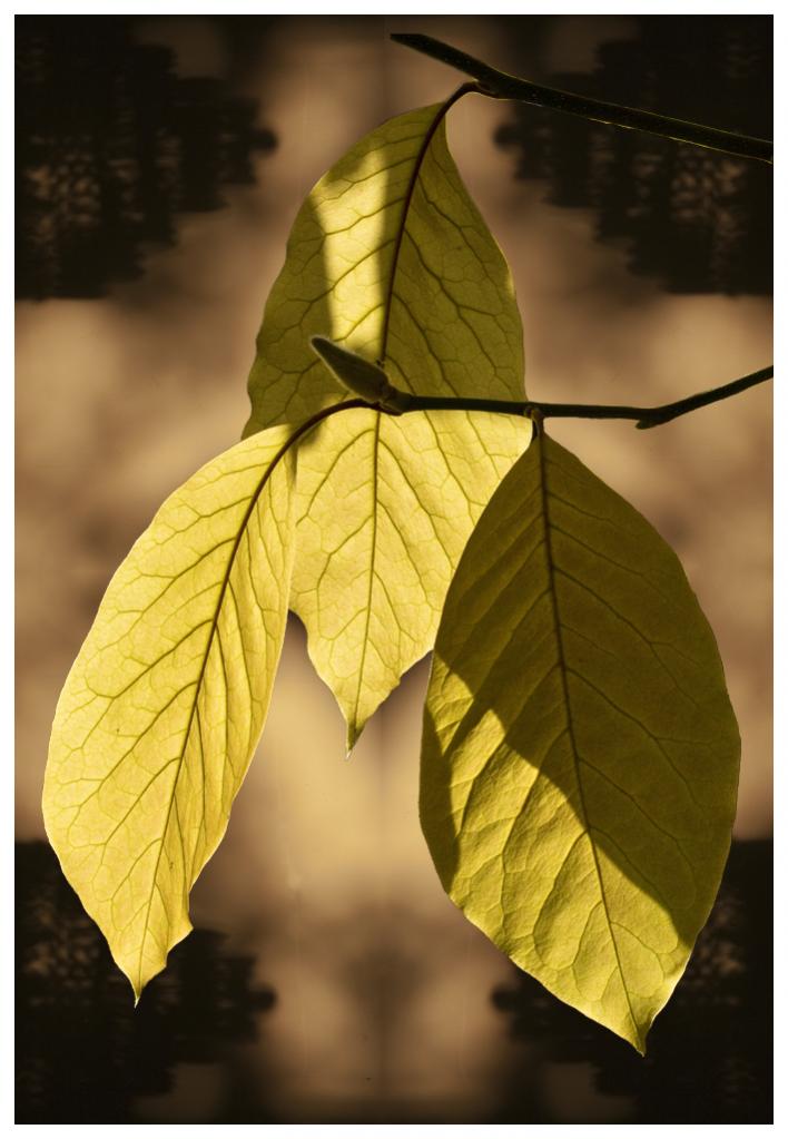 Name:  Magnolia Leaves, 2014  .jpg
Views: 582
Size:  71.5 KB