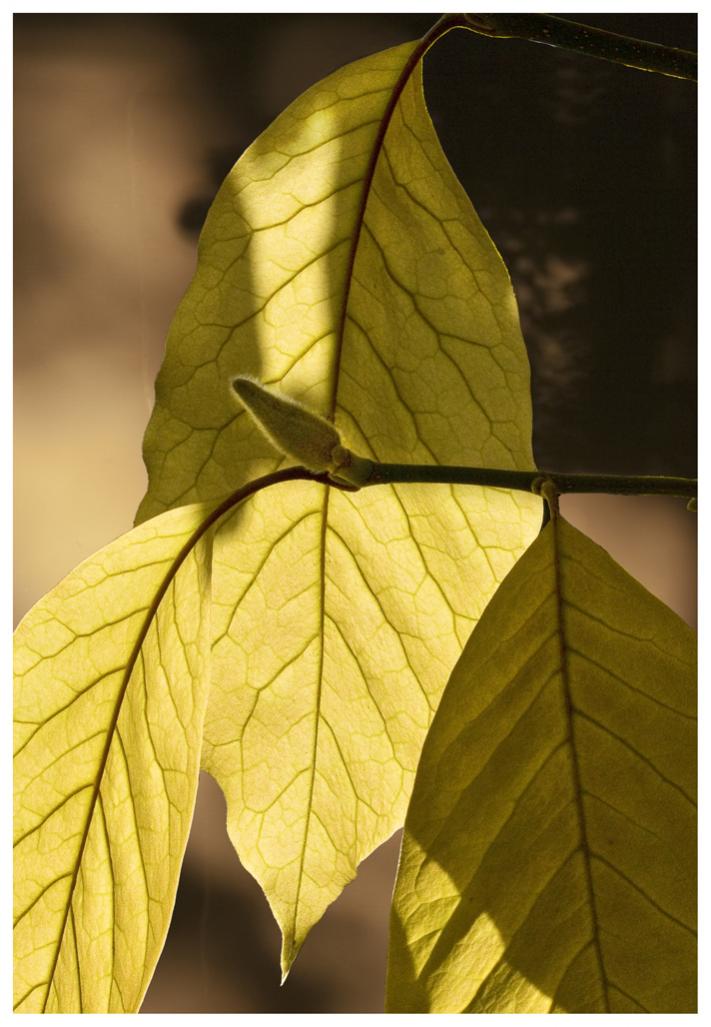 Name:  Magnolia Leaves, 2014   (1).jpg
Views: 349
Size:  81.6 KB