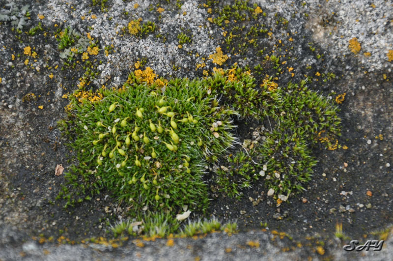 Name:  Moss 2.jpg
Views: 271
Size:  196.7 KB