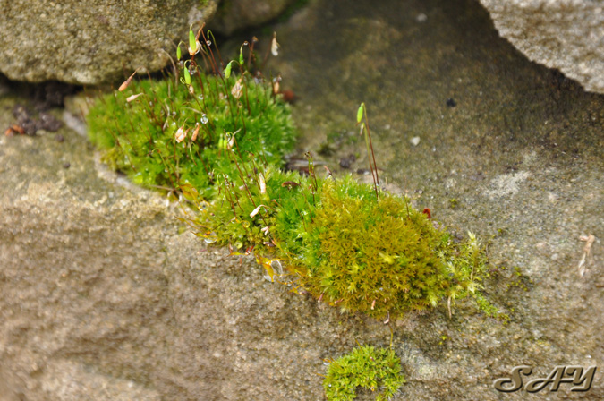 Name:  Moss 16.jpg
Views: 257
Size:  194.9 KB