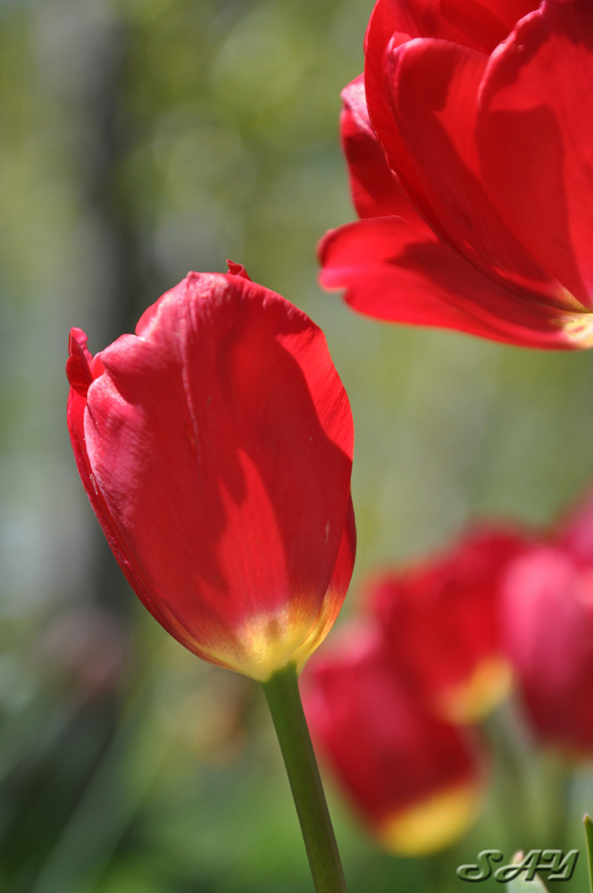 Name:  Tulip 1.jpg
Views: 252
Size:  138.8 KB