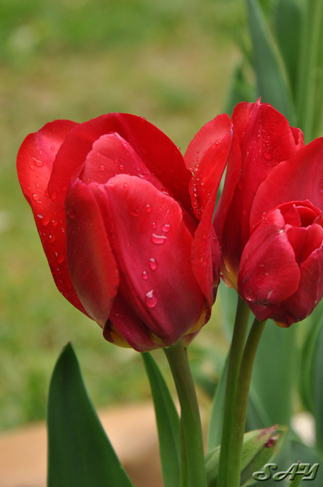 Name:  Tulip 2.jpg
Views: 245
Size:  181.2 KB