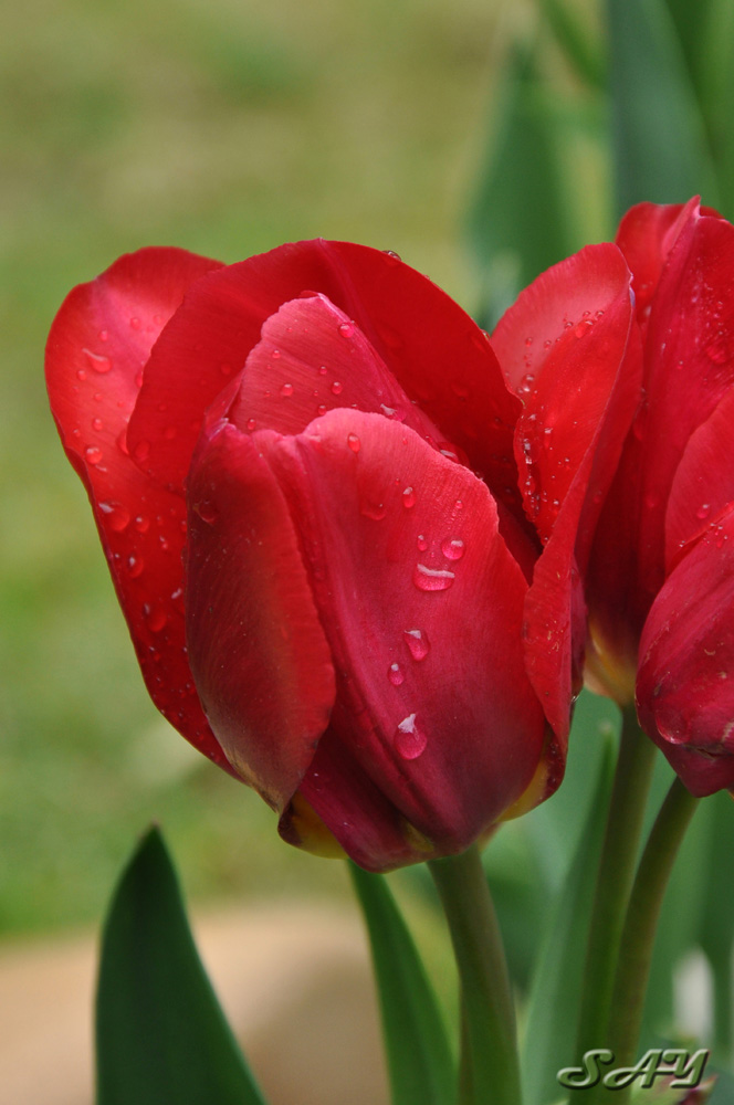 Name:  Tulip 3.jpg
Views: 256
Size:  173.8 KB