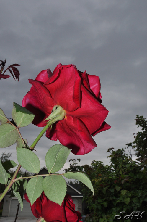 Name:  Rose 1.jpg
Views: 577
Size:  133.8 KB