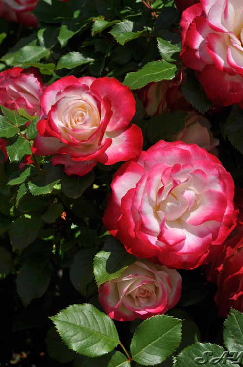 Name:  Roses 4.jpg
Views: 277
Size:  177.7 KB