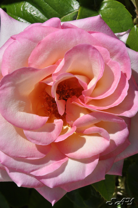 Name:  Rose 1 Orig.jpg
Views: 214
Size:  171.4 KB