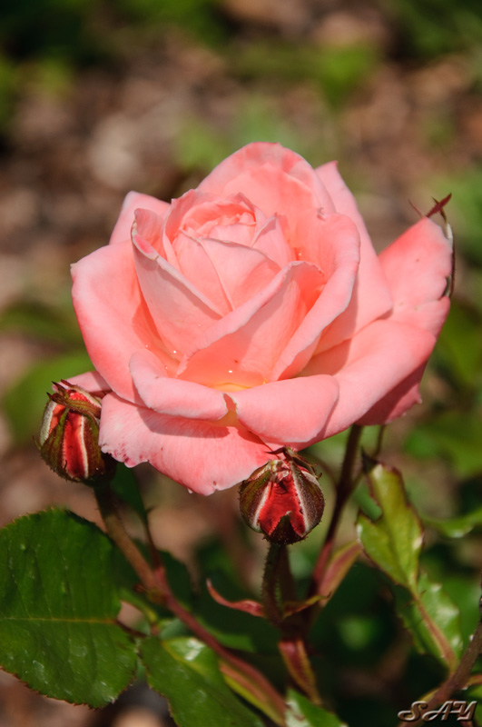 Name:  Rose Garden 7.jpg
Views: 1345
Size:  138.1 KB