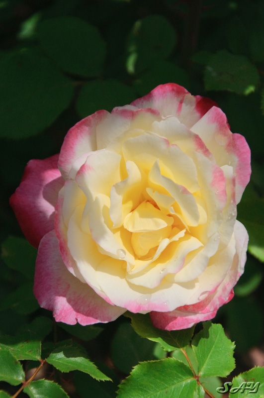 Name:  Rose Garden 16.jpg
Views: 1007
Size:  137.1 KB