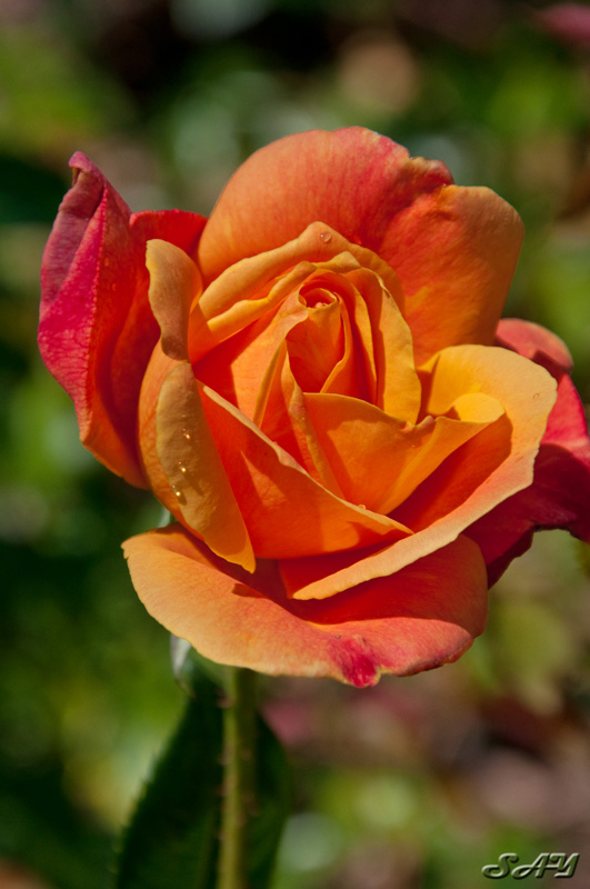 Name:  Rose Garden 24.jpg
Views: 1381
Size:  142.7 KB