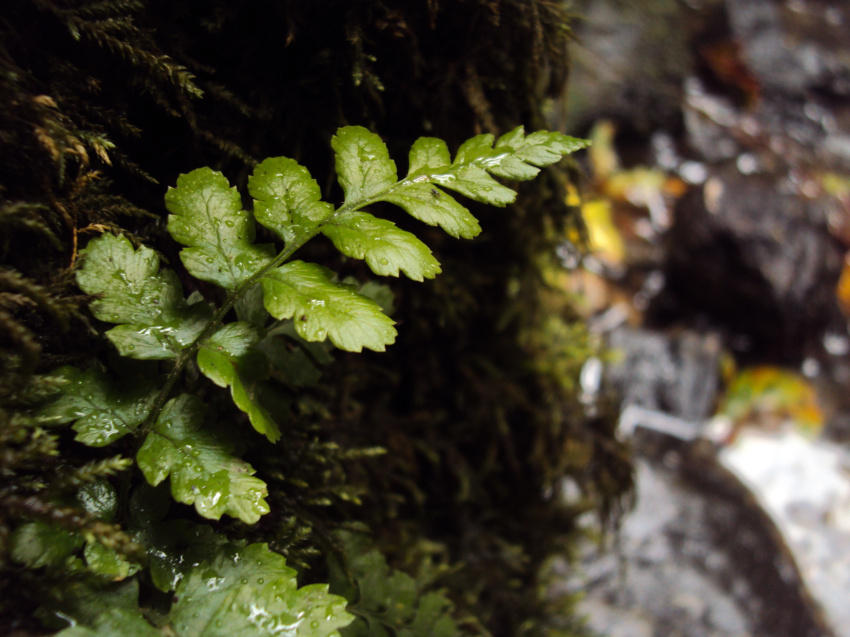 Name:  Small fern.jpg
Views: 338
Size:  237.1 KB