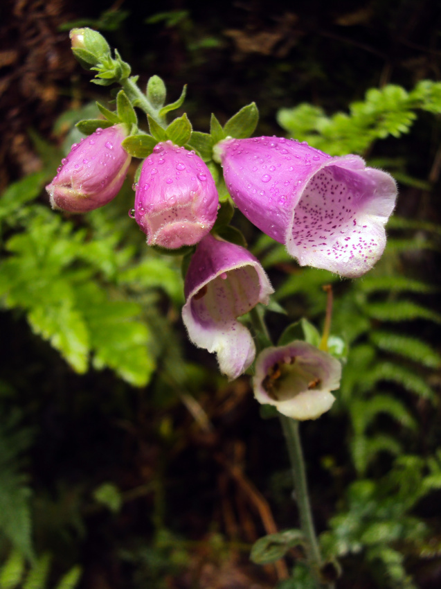 Name:  Foxgloves1.jpg
Views: 344
Size:  218.7 KB