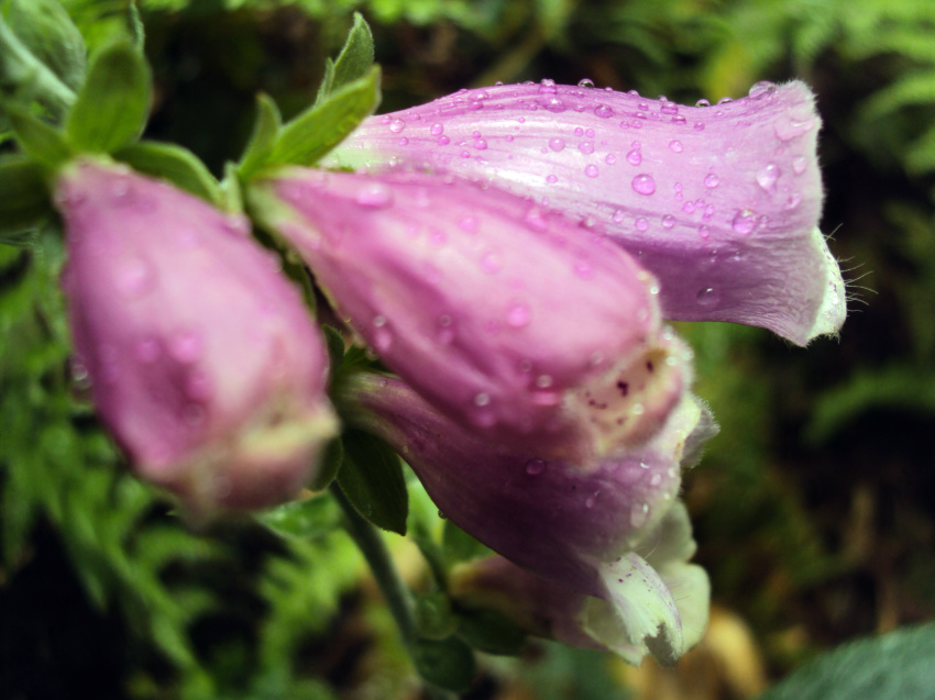 Name:  Foxgloves2.jpg
Views: 318
Size:  208.9 KB