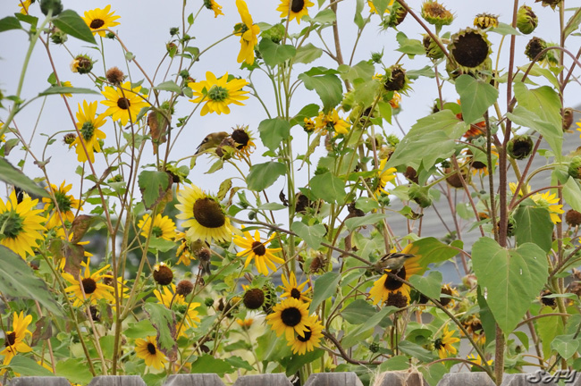 Name:  Sunflowers 1.jpg
Views: 248
Size:  221.7 KB