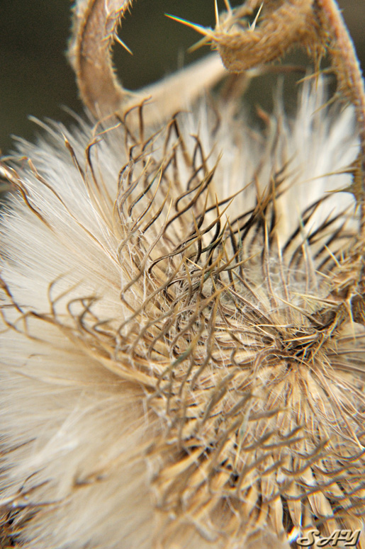 Name:  Thistle 1.jpg
Views: 203
Size:  229.2 KB