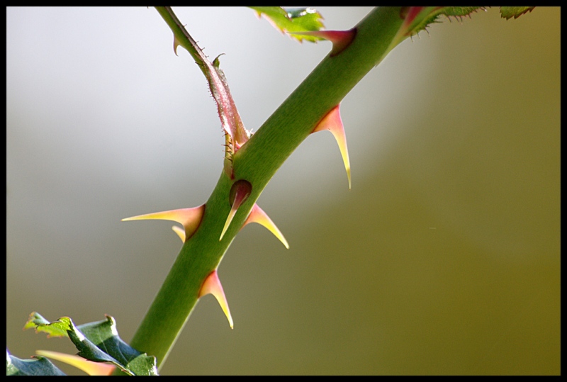 Name:  thorns.jpg
Views: 325
Size:  129.6 KB